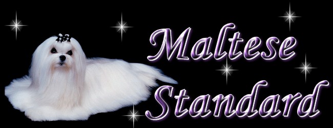Maltese breeders of Maltese puppies & Champion Maltese Dogs